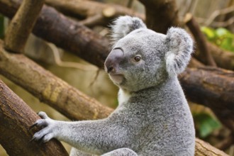 Koala (Phascolarctos cinereus)
