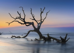 Meditative seascape at Boneyard Beach on Bull Island in South Carolina at sunrise