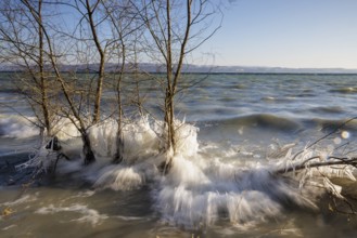 Roaring frozen lakeshore trees fighting with wild waves, Hörnle, Constance, Lake Constance,