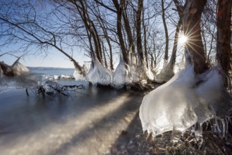 Icy trees with sunlight shining through the branches, wintry atmosphere, Hörnle, Constance, Lake