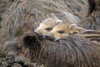 Wild boar family