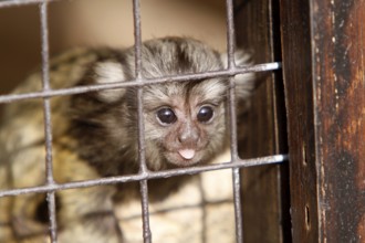 White-tufted marmoset