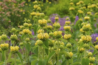 Russel-Brandkraut, Phlomis russeliana, Jerusalem sage, Phlomis russeliana a purple wildflower