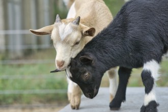 Goats playing with each other. Funny animal photo. Farm animal on the farm. Close-up animal photo