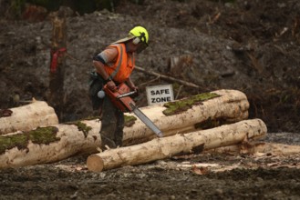 A forestry worker trims a Pinus radiata log at a logging site near Kumara, West Coast, New Zealand,