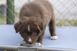 An Australian Shepherd puppy looks curious - close-up