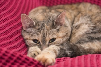 Grey indoor cat lying comfortably on pink blanket - close-up