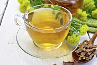 Herbal tea in a glass cup, a teapot on a napkin, spoon with dry roots of Rhodiola rosea, fresh