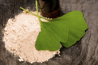 Fresh leaves ginko biloba essential oil and powder - beauty treatment, poland