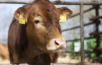Calf in a stable in northern Germany, 2019