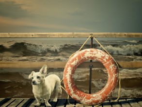 Mongrel dog waiting for its owner at the marina