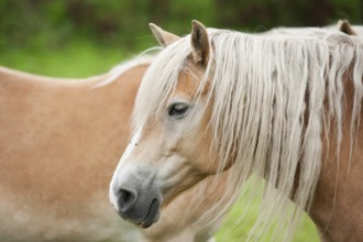 Two light brown colored horses outdoor in nature