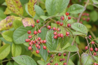 Multiflora rose (Rosa multiflora), Britzer Garten, Berlin, Berlin, Germany, Europe