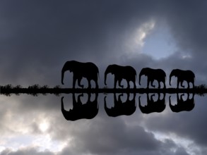 Photomontage, Elephant family reflected in the water during a thunderstorm, (Loxodonta africana),