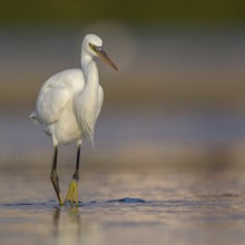 Western Reef Heron, Western Reef-Heron, Western Reef-Egret, (Egretta gularis), Garceta Dimorfa,
