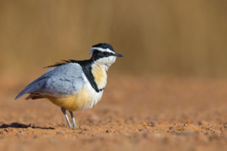 Crocodile-bird, (Pluvianus aegytpticus), Crocodile-bird, Egyptian Plover, Pluvian fluviatile,