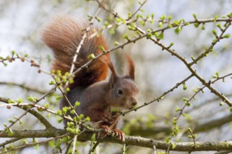Squirrel (European red squirrel)