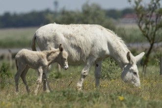 White donkey (Equus asinus asinus)