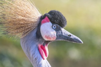 Grey crowned crane Close up portrait (Balearica regulorum) National bird of Uganda