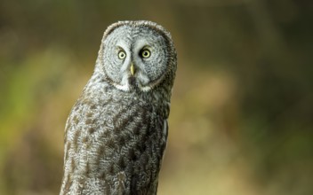 Wild Owl in Nature, Color Image, Northern California, USA, North America