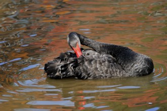 Black Swan, Black Swan, Mourning Swan, Cygnus atratus, Anas atrata, Black Swan