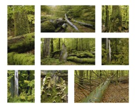 Totholz im Bayerischen Wald. Deadwood in the Bavarian Forest