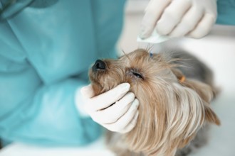 A veterinarian carefully examining and grooming a small dog
