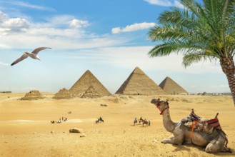 Camel and bird over ruined egyptian pyramids