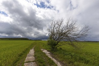Harz landscape Selketal