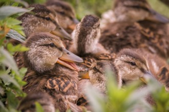 Several Ducklings Huddled Together With One Smiling
