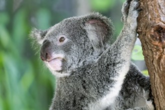 Australian koala bear in a eucalyptus tree in Queensland