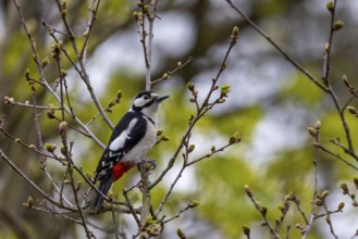 Feeding birds