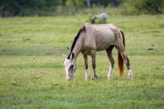 Light-brown Pantanal horse grazing on a green meadow, Pantanal Wetlands, Mato Grosso, Brazil, South