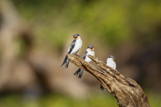 Close-up of three White-winged Swallows perched on a brown tree stump against natural defocused