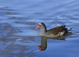 Reflection of Common Moorhen on lake surface