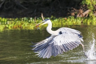 Cocoi heron catching a Pirhana in flight over a river, wings down, Pantanal Wetlands, Mato Grosso,