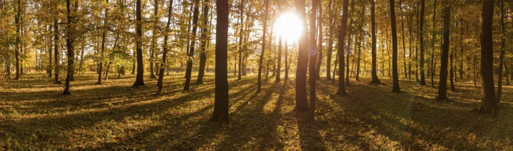 Panorama of sunrise in the yellow autumn forest. Long shadows from the trees and the glow of the