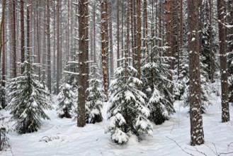 Winter forest landscape