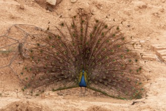 A peacock courtshipping and showing his feathers in Morocco