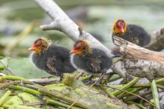 Eurasian Coot (Fulica atra) chicks waiting for food. Bas Rhin, Alsace, France, Europe