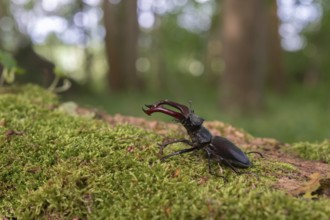 Stag beetle kite male (Lucanus cervus) on the trunk of a of a dead tree in the forest in spring.
