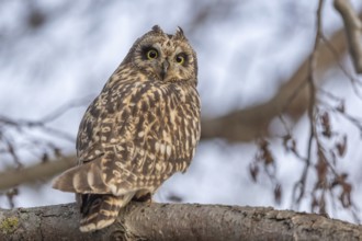 Short-eared Owl (Asio flameus) perched on a branch. Bas Rhin, Alsace, France, Europe