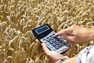 A farmer with a calculator in a grain field. Subsidies in agriculture Austria