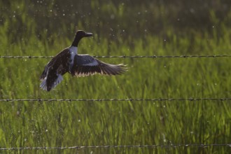 Duck taking flight from pond in Canada