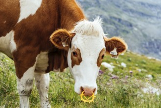 Cow grazing in the mountains in Austrian Alps besides Weisse Lake