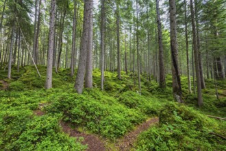 Wilderness landscape pine tree forest with green moss on land
