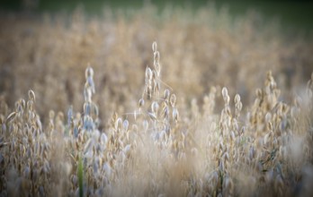 Oat field