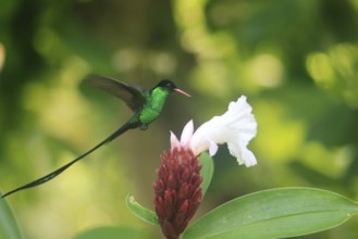 A Doctor Bird or Pennant-tail (Trochilus polytmus), Hummingbird, National Bird of Jamaica, Middle