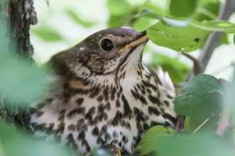 Brütende Singdrossel am Nest