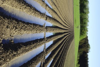 Field, flood